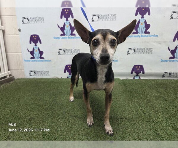 Medium Photo #1 Chihuahua-Unknown Mix Puppy For Sale in Orlando, FL, USA
