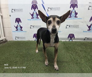 Chihuahua-Unknown Mix Dogs for adoption in Orlando, FL, USA