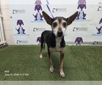 Small Chihuahua Mix