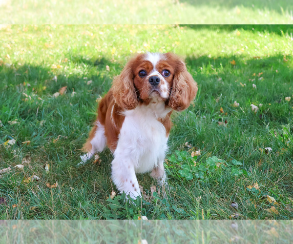 Medium Photo #5 Cavalier King Charles Spaniel Puppy For Sale in SYRACUSE, IN, USA