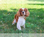 Small #4 Cavalier King Charles Spaniel