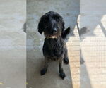 Small #3 Golden Retriever Mix
