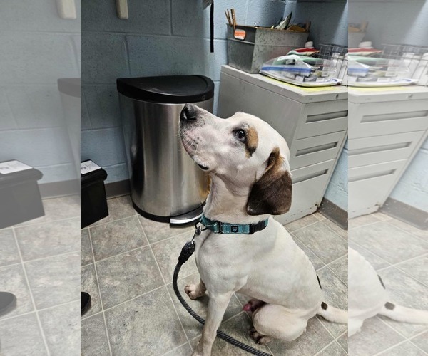 Medium Photo #8 Lab-Pointer Puppy For Sale in Rustburg, VA, USA