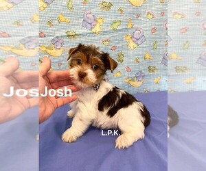 Yorkshire Terrier Puppy for sale in WINNSBORO, LA, USA