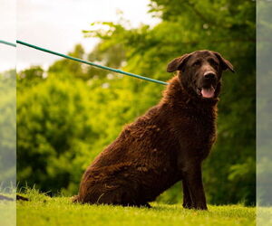 Labrador Retriever Dogs for adoption in Cromwell, KY, USA