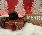 Small Photo #3 Mastiff Puppy For Sale in TITUSVILLE, FL, USA