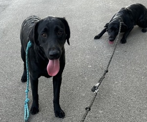 Labrador Retriever Dog for Adoption in MARYVILLE, Tennessee USA