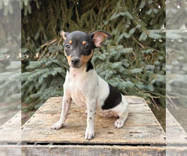 Medium Photo #4 Rat Terrier Puppy For Sale in MIDDLEBURY, IN, USA