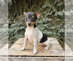 Small #3 Rat Terrier