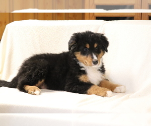 Bearded Collie-Bernese Mountain Dog Mix Puppy for sale in SHILOH, OH, USA
