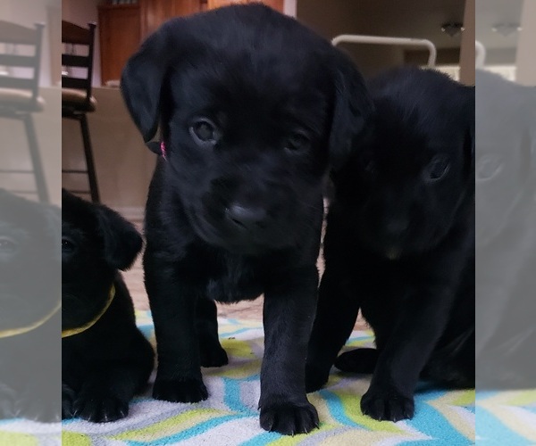 Medium Photo #129 Labrador Retriever Puppy For Sale in OLYMPIA, WA, USA