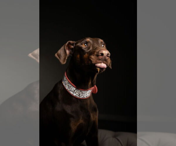 Medium Photo #10 Doberman Pinscher Puppy For Sale in Buffalo, MN, USA