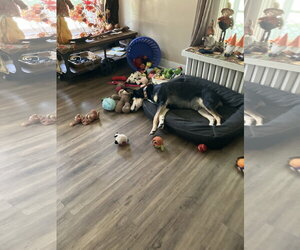 Bug - Male Doberman Pinscher-Siberian Husky Mix Dog for Adoption - Photo #3