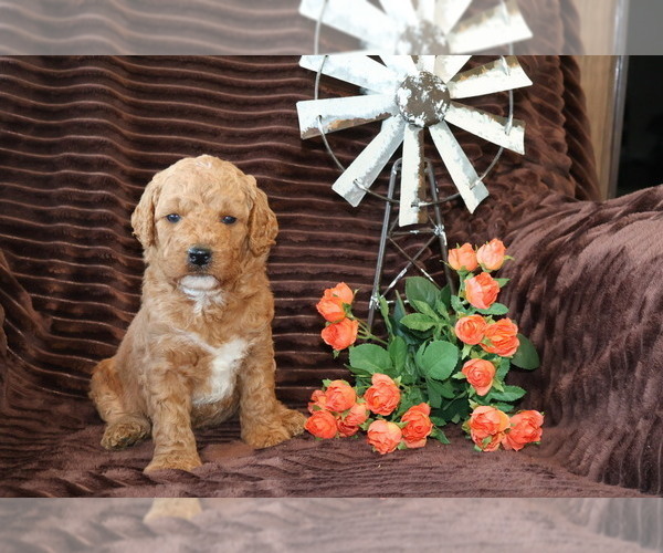 Medium Photo #5 Goldendoodle (Miniature) Puppy For Sale in GIRARD, KS, USA