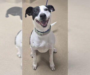 Mutt Dogs for adoption in Decatur, IL, USA