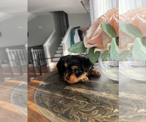 Medium Photo #6 Yorkshire Terrier Puppy For Sale in PORTLAND, OR, USA