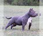 Small Photo #1 American Bully Puppy For Sale in BILLINGS, MO, USA