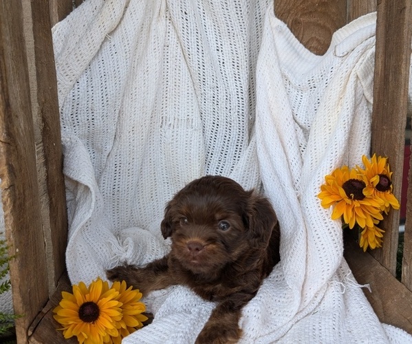 Medium Photo #72 Cock-A-Poo Puppy For Sale in GOSHEN, IN, USA