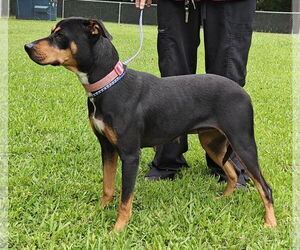 Labrador Retriever-Unknown Mix Dogs for adoption in Talladega, AL, USA