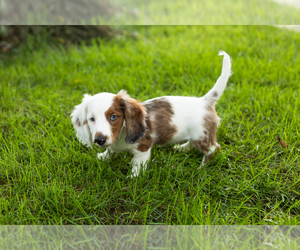 Dachshund Puppy for sale in BREMEN, IN, USA