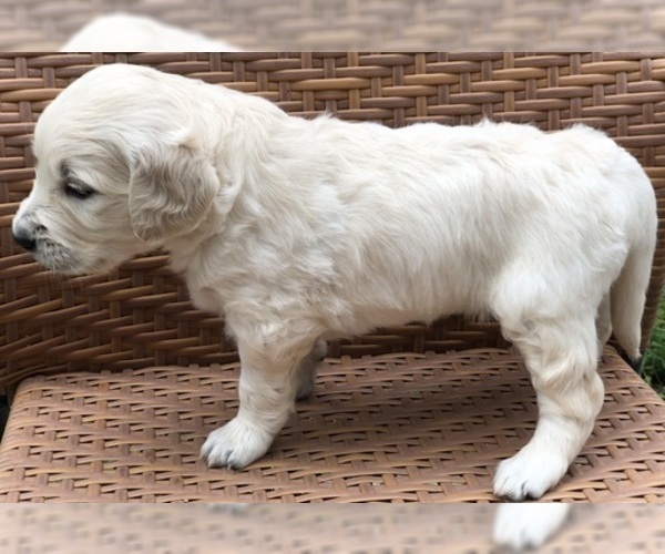 Medium Photo #3 Goldendoodle Puppy For Sale in SOUTHBURY, CT, USA