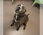 Small #3 Mutt