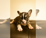 Puppy PEPE French Bulldog