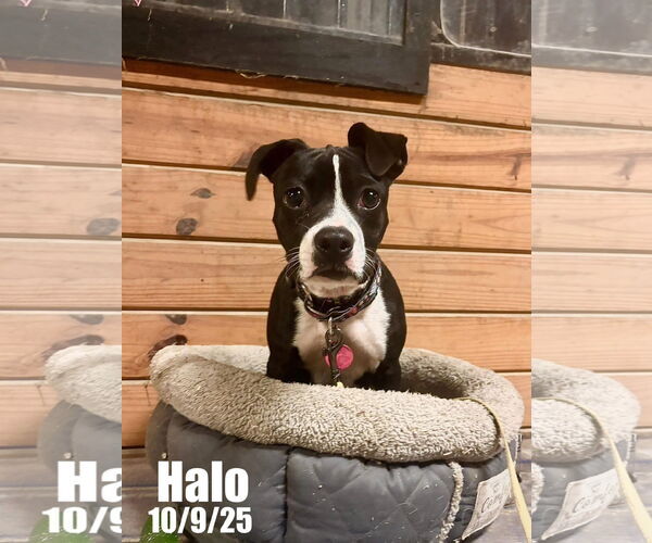 Medium Photo #2 American Boston Bull Terrier Puppy For Sale in Berlin, MD, USA