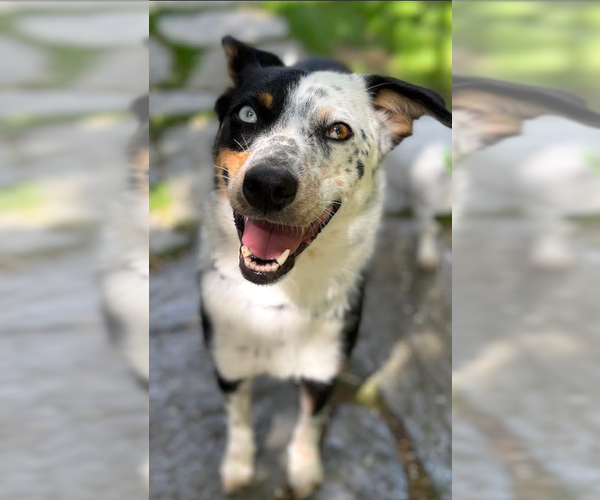 Medium Photo #8 Australian Shepherd-Unknown Mix Puppy For Sale in Cranston, RI, USA