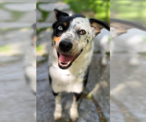 Paisley in RI - Female Australian Shepherd-Unknown Mix Dog for Adoption - Photo #8