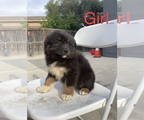 Medium Photo #2 Australian Shepherd Puppy For Sale in PERRIS, CA, USA