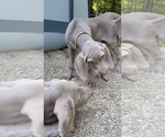 Small Photo #14 Weimaraner Puppy For Sale in BLOOMINGTON, IN, USA