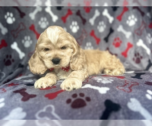 Medium Photo #7 Cocker Spaniel Puppy For Sale in LAKELAND, FL, USA