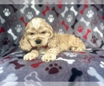 Small #6 Cocker Spaniel