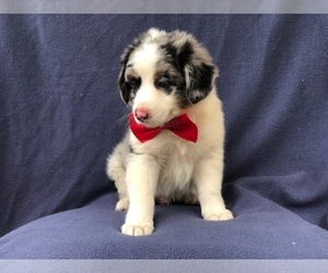 Australian Shepherd Puppy for sale in LAKELAND, FL, USA