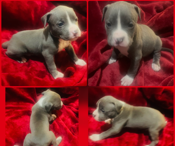 Medium Photo #4 American Pit Bull Terrier Puppy For Sale in TRENTON, NJ, USA