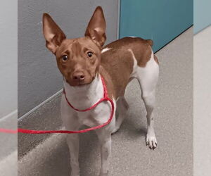 Rat Terrier-Unknown Mix Dogs for adoption in Las Vegas, NV, USA