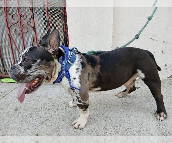 Medium Photo #4 Free-Lance Bulldog Puppy For Sale in Staten Island, NY, USA
