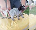 Small Photo #6 German Wirehaired Pointer Puppy For Sale in ISANTI, MN, USA