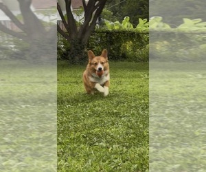 Pembroke Welsh Corgi Puppy for sale in INDEPENDENCE, MO, USA