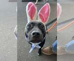 Small Photo #9 Labrador Retriever-Unknown Mix Puppy For Sale in Mount Laurel, NJ, USA