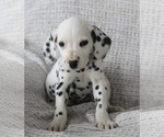 Small Photo #3 Dalmatian Puppy For Sale in FREDERICKSBURG, OH, USA
