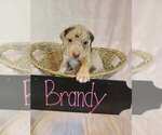 Image preview for Ad Listing. Nickname: Brandy
