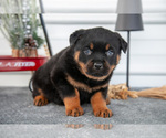 Puppy Hazel Rottweiler