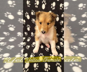 Collie Puppy for sale in EVARTS, KY, USA