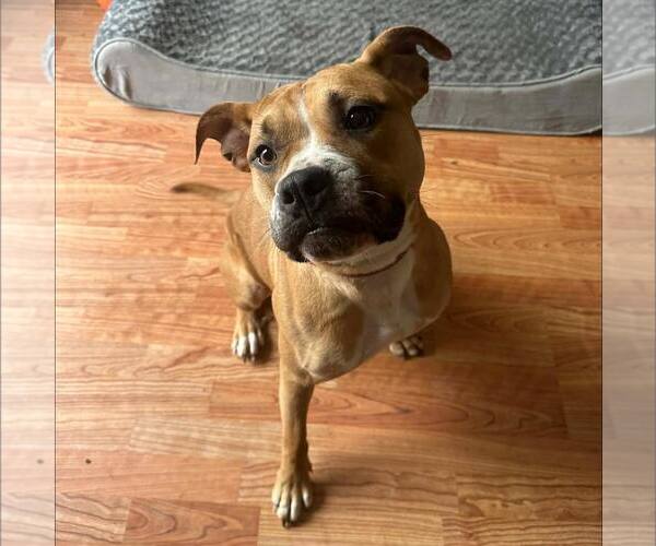Medium Photo #3 American Staffordshire Terrier-Unknown Mix Puppy For Sale in New Oxford , PA, USA
