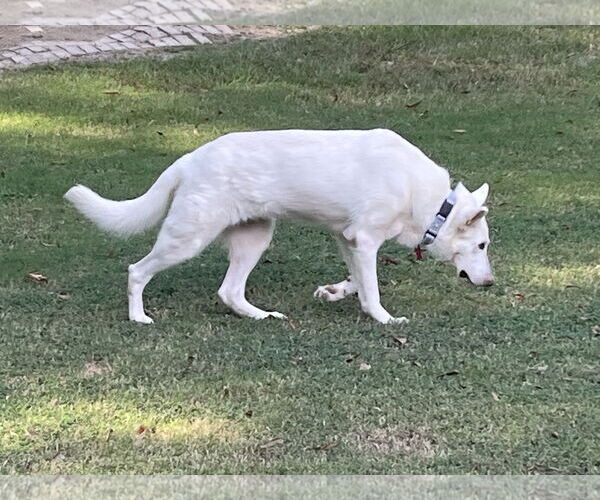 Medium Photo #2 - Mix Puppy For Sale in Hoffman Estates, IL, USA