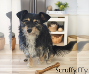 Mutt Dogs for adoption in Phelan, CA, USA