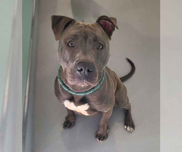 Medium Photo #3 American Pit Bull Terrier Puppy For Sale in Lake City, MI, USA