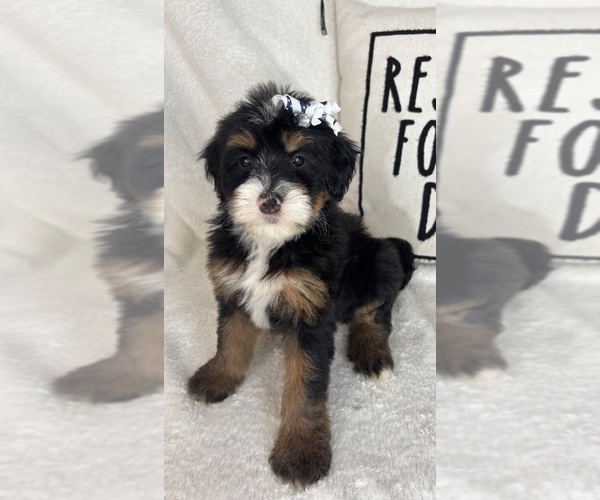 Medium Photo #1 Bernedoodle Puppy For Sale in GREENFIELD, IN, USA